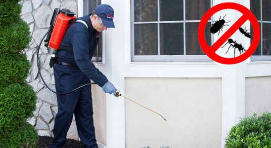 Büyükçekmece Böcek ve Haşere İlaçlama böcek ilaçlama ve haşere kontrolü — ilaclama-tr.com